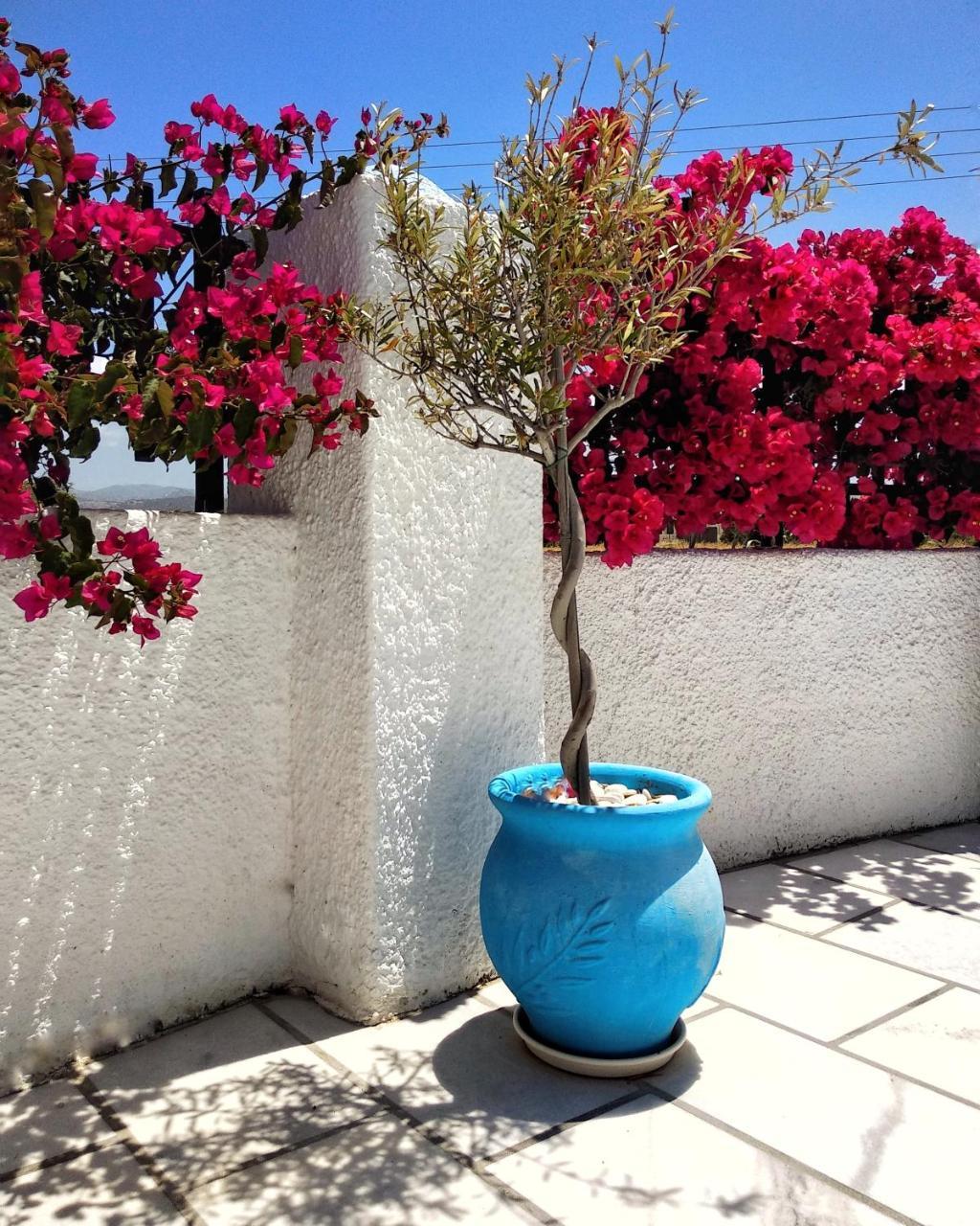 Dedalos Studios Naxos Naxos City Exterior foto